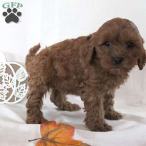 Bonnie, Cavapoo Puppy
